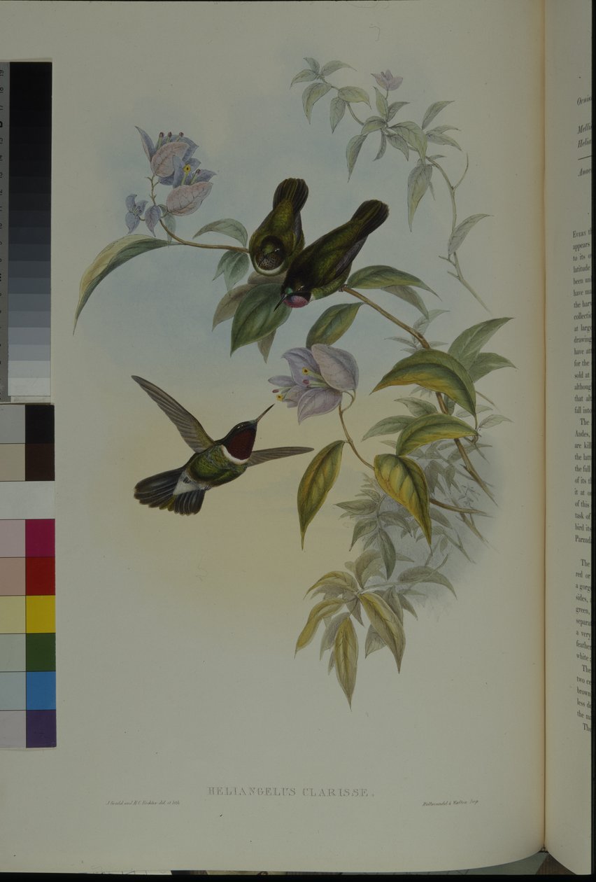 Solengel (Heliangelus Clarisse) (håndfarget litho) av John (after) Gould