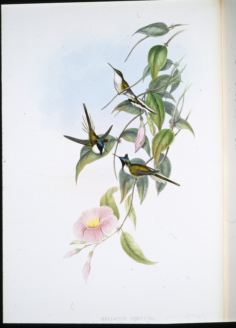 Sun Gem (Heliactin Cornuta) (håndfarget litho) av John (after) Gould