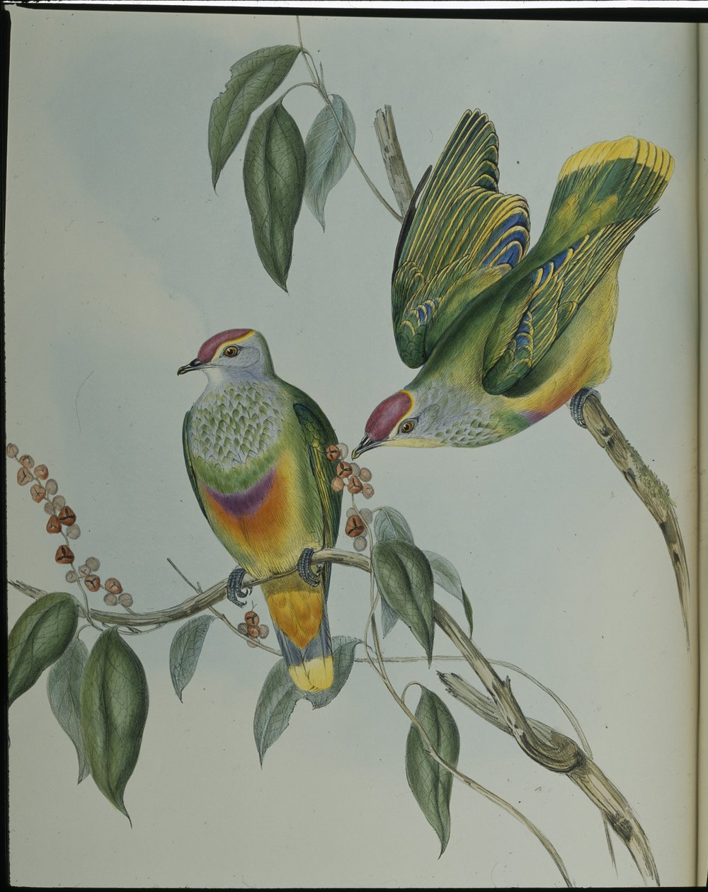 Swainsons fruktdue (Ptilinopus Swainsonii) (håndfarget litho) av John (after) Gould