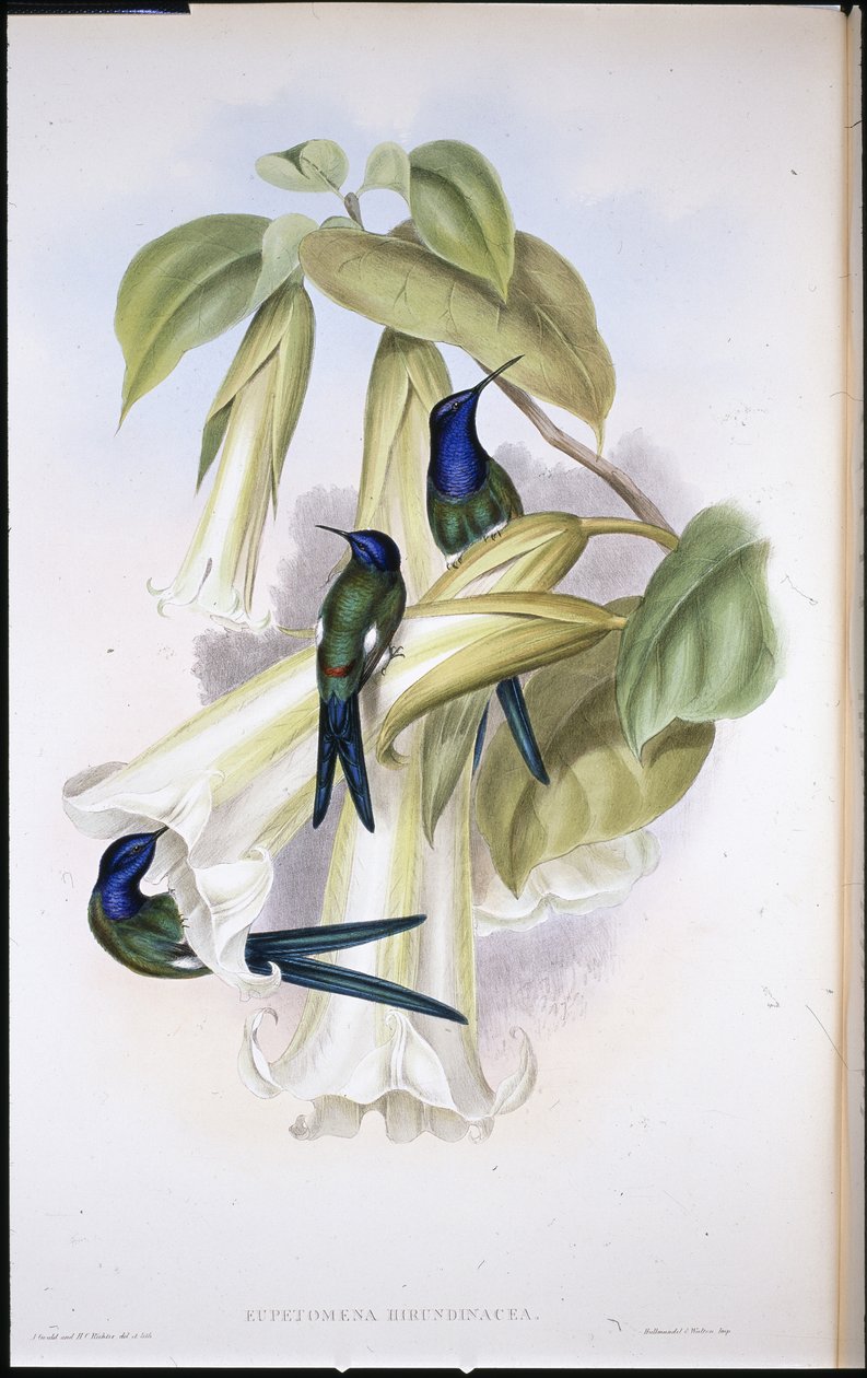 Svalehale Eupetomena Hirundinacea) (håndfarget litho) av John (after) Gould