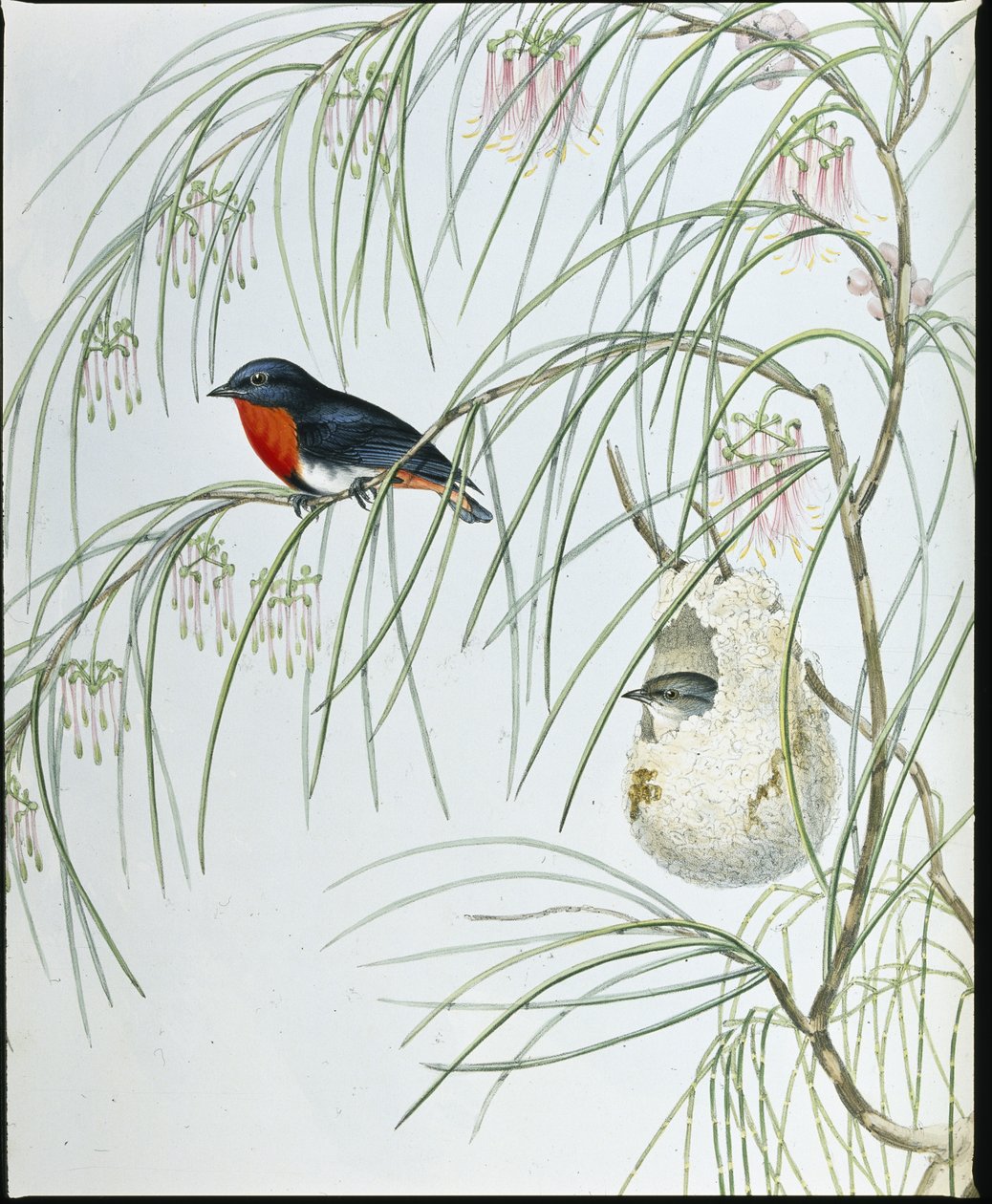 Swallow Dicaeum (håndfargede figurer) av John (after) Gould