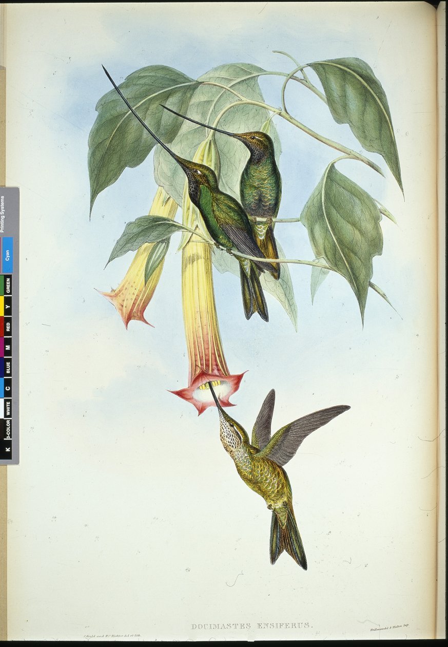 Sverdnebb (Docimastes Ensiferus) (håndfarget litho) av John (after) Gould