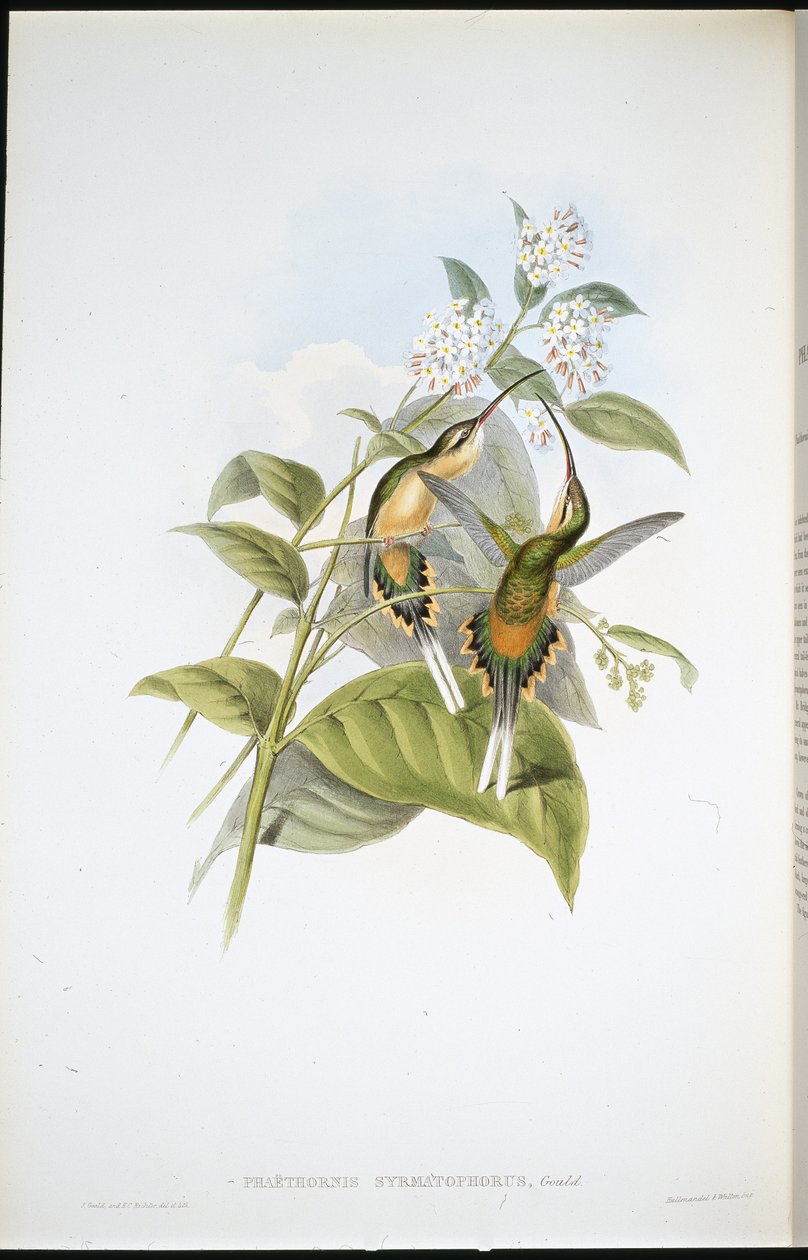 Togbærende eremitt (Phaethornis Syrmatophorus) (håndfarget litho) av John (after) Gould