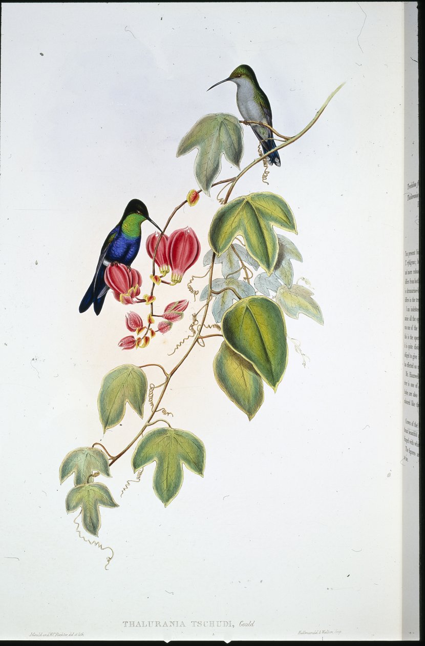 Tschudis Panoplites (Thalurania Tschudi) (håndfarget litho) av John (after) Gould