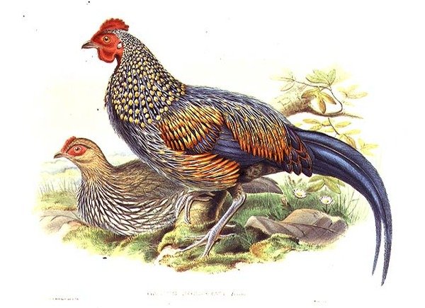 To asiatiske fasaner (Gallus Sonneratii) gravert av kunstneren og William Hart (1823-1894) (litho) av John (after) Gould