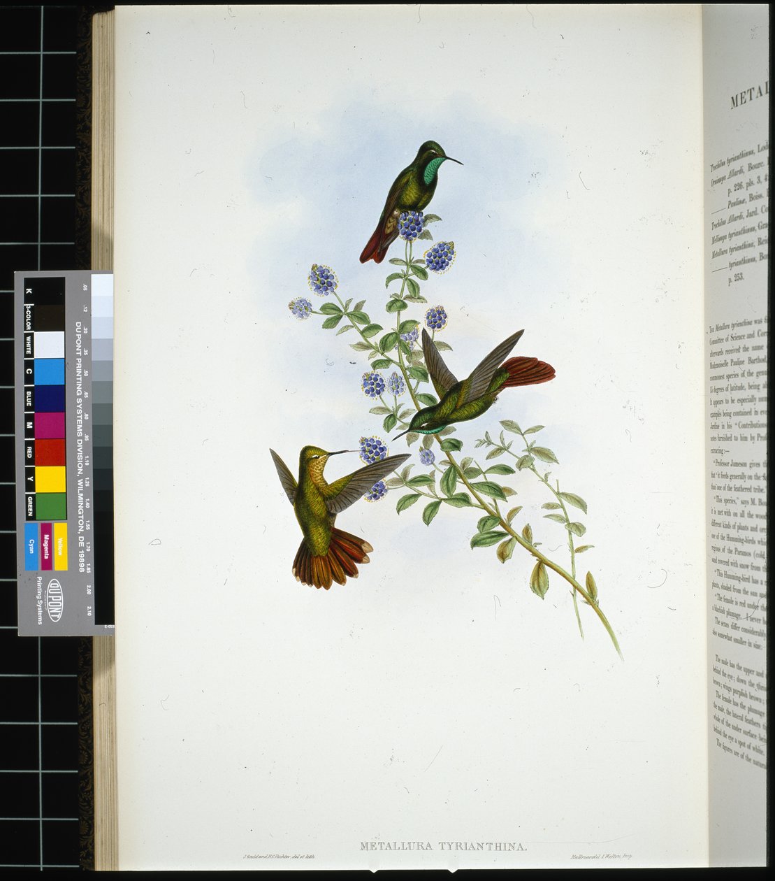 Tyrian-hale (metallura Tyrianthina) (håndfarget litho) av John (after) Gould