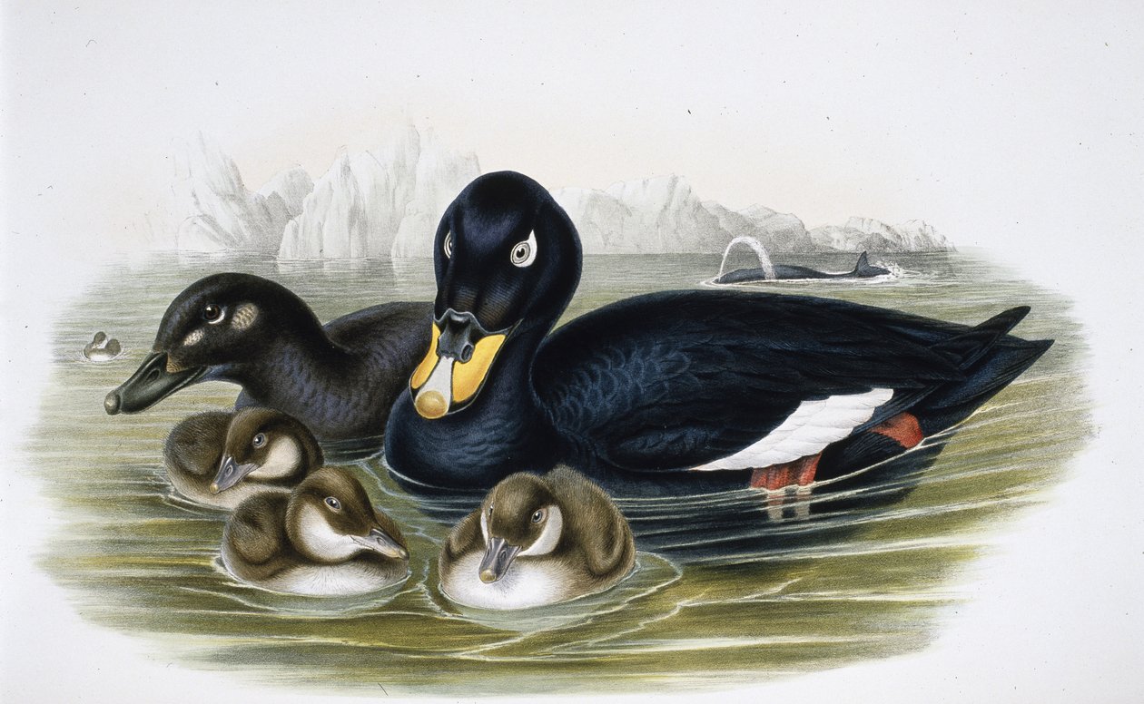 Velvet Scoter (oidemla fusca) (håndfarget litho) av John (after) Gould