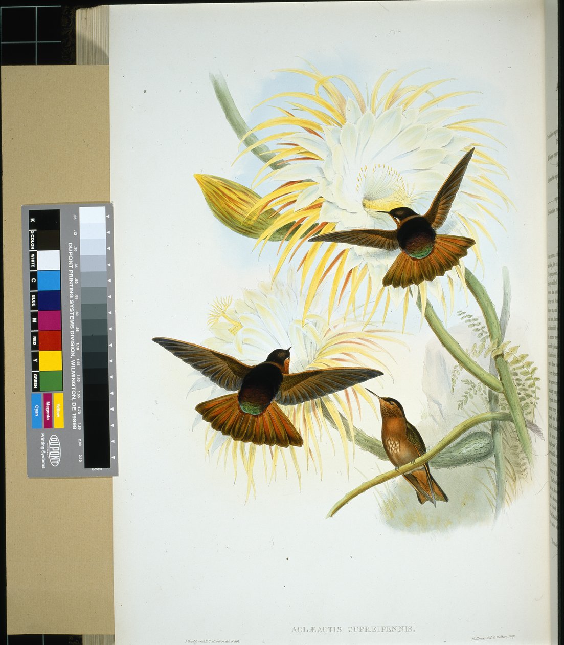 Venezuelansk Stenura (panychlora stenura) og (panychlora Russata) (håndfarget litho) av John (after) Gould