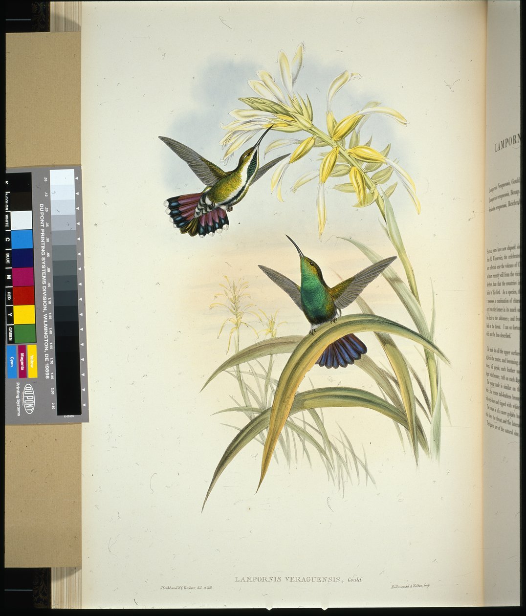 Veraguan Mango (lampornis veraguensis) (håndfarget litho) av John (after) Gould