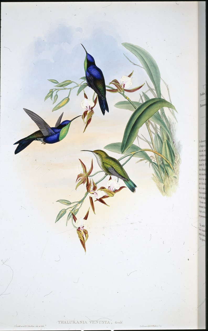 Veraguan Panoplites (Thalurania Venusta) av John (after) Gould