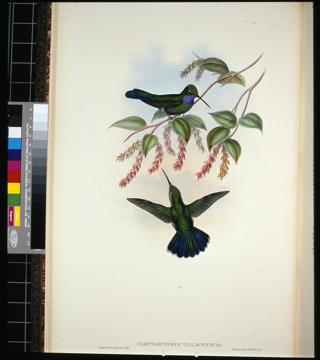 Villavicencios sabelvinge (Campylopterus villavicencio) (håndfarget bilde) av John (after) Gould