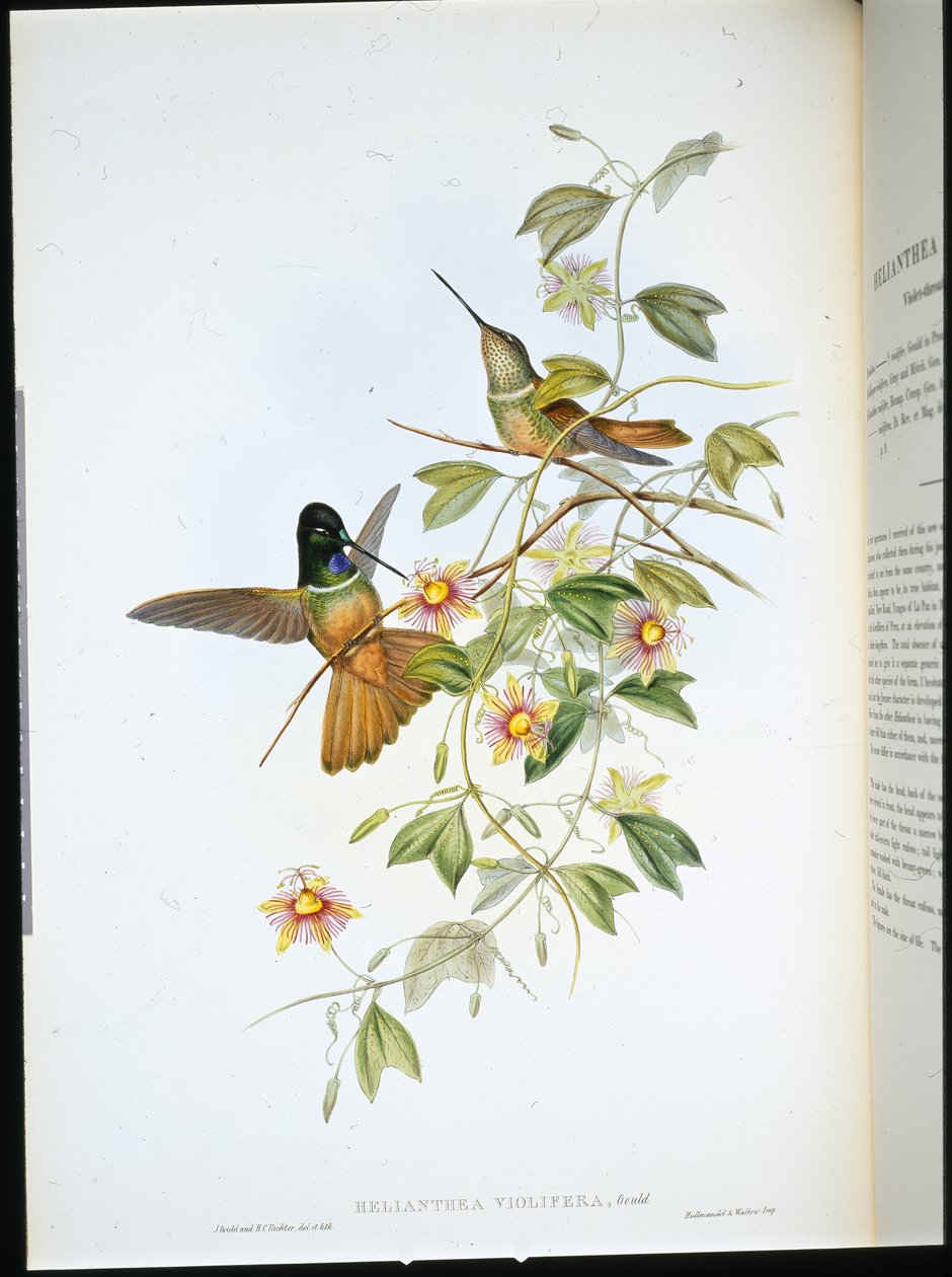 Fioletthalset stjernefront (Helianthea Violifera) (håndfarget litho) av John (after) Gould