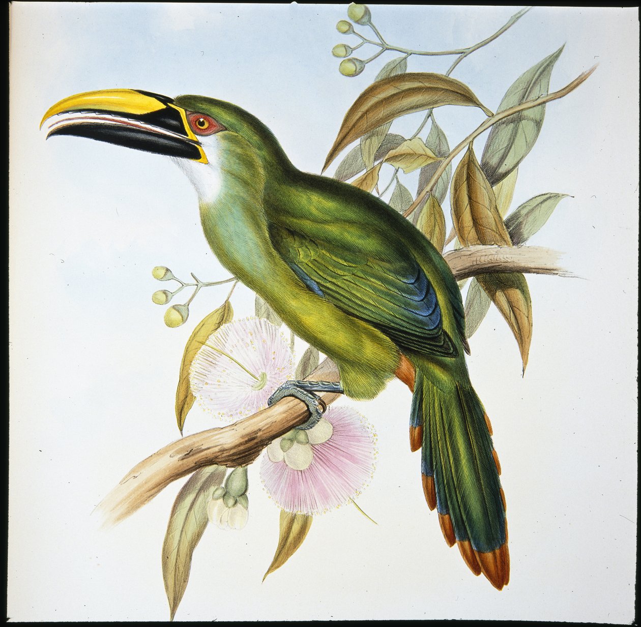 Wagler's Groove-bill (Aulacoramphus Wagleri) (håndfarget litho) av John (after) Gould
