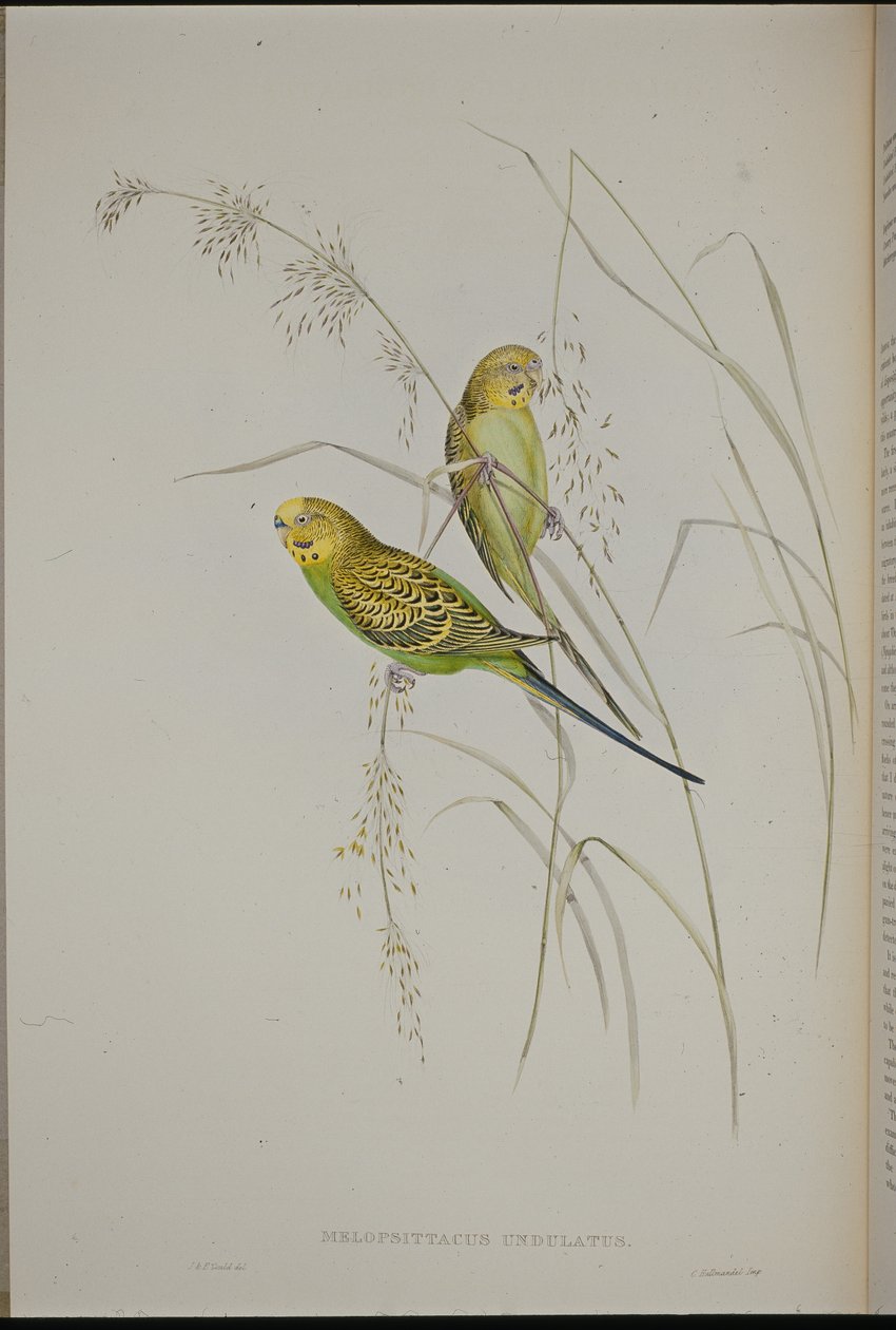 Warbling Grass papegøye (Melopsittacus Undulatus) (håndfarget litho) av John (after) Gould