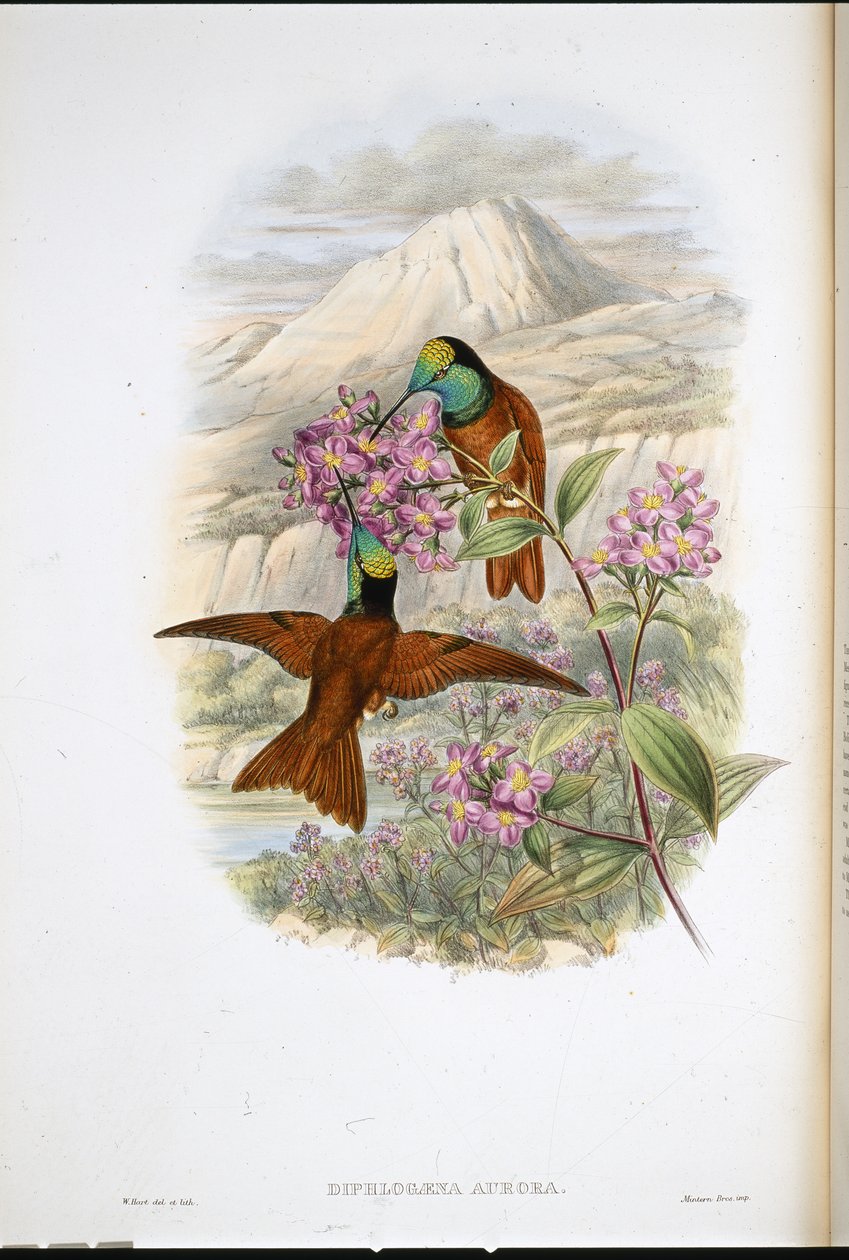 Warszewiczs regnbuekolibri (Diphlogaena Aurora) (håndfarget litho) av John (after) Gould