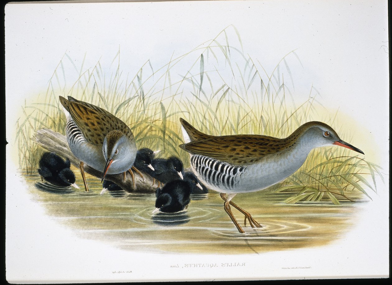 Vannskinne (Rallus Aquaticus) (håndfarget litho) av John (after) Gould