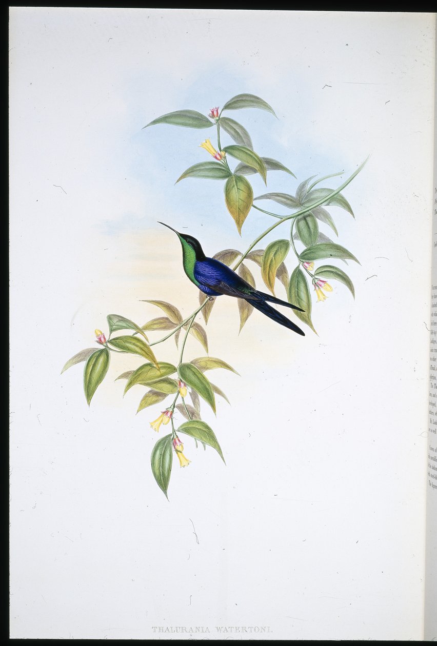Watertons trenymfe (Thalurania Watertoni) (håndfarget litho) av John (after) Gould