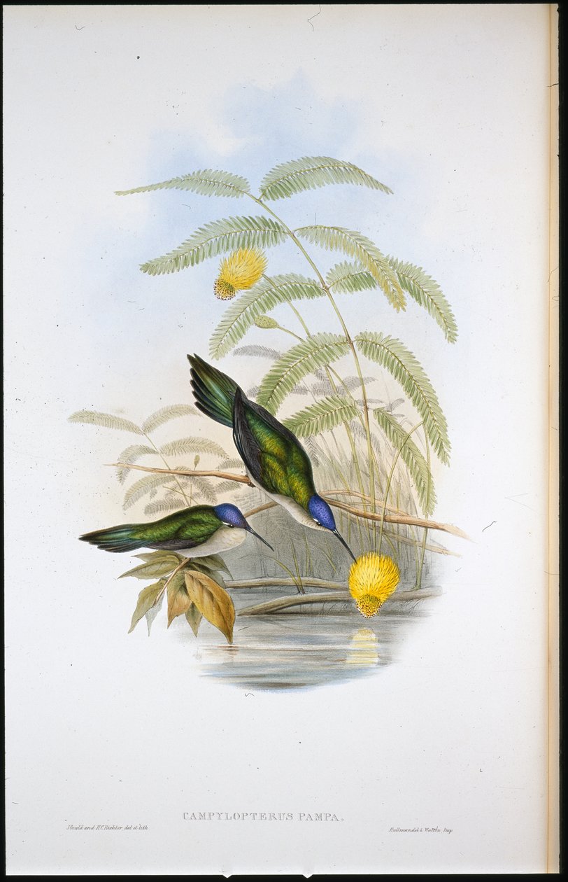Kilehale sabelvinge (Campylopterus Pampa) (håndfarget litho) av John (after) Gould