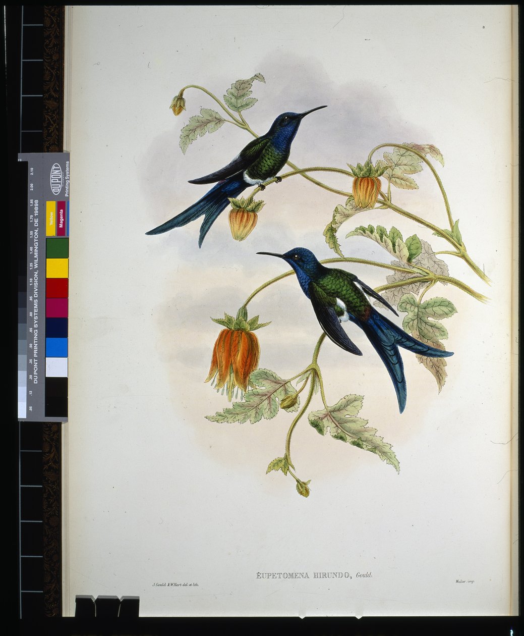Western Swallow-tail (eupetomena hirundo) (håndfarget litho) av John (after) Gould