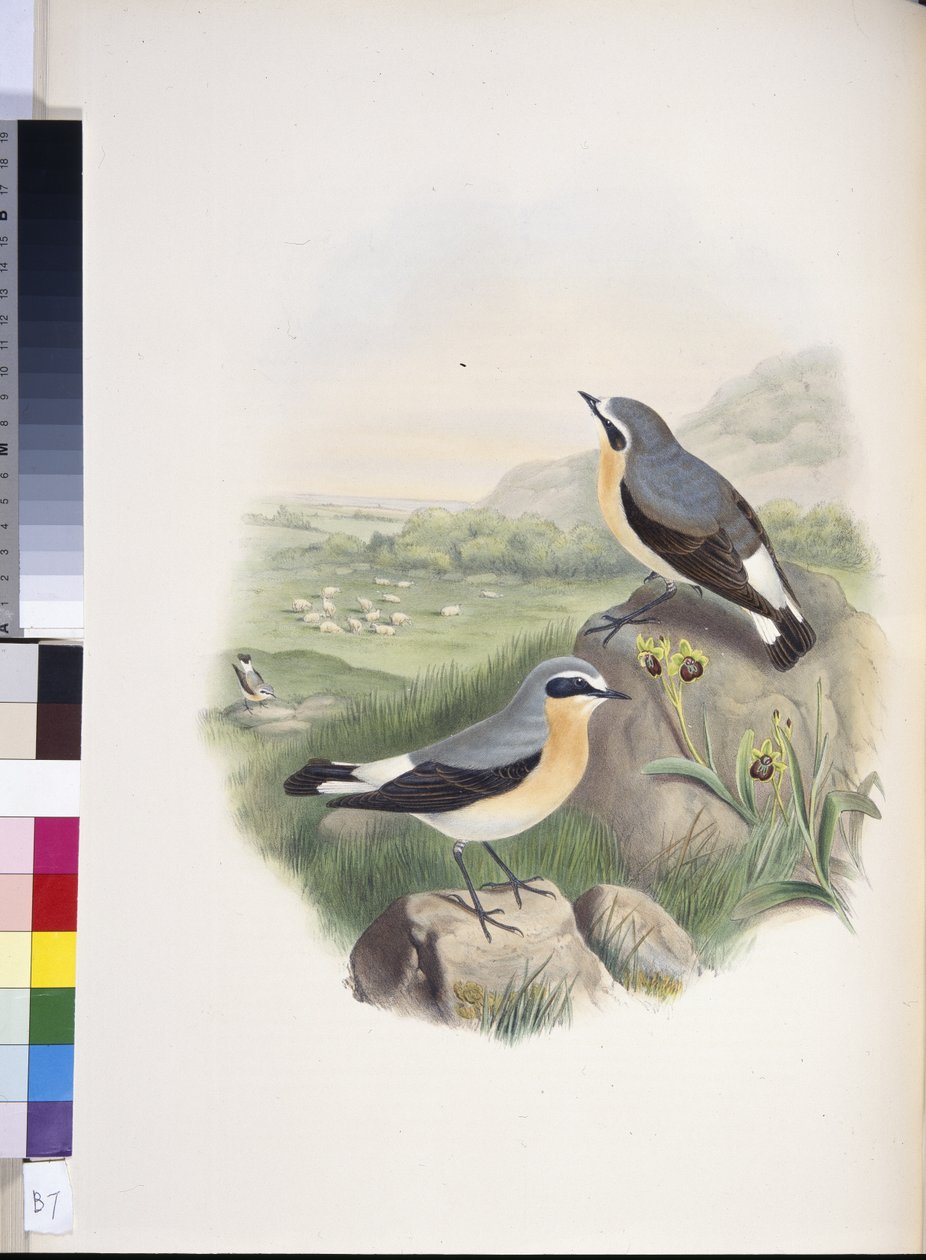 Hvetear (Oenanthe oenanthe) (håndfarget litho) av John (after) Gould
