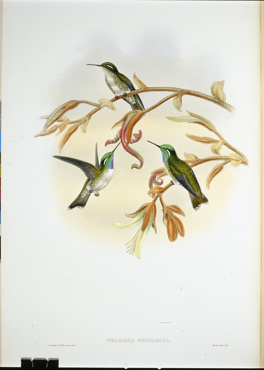 Hvitbuket Cacique-kolibri (Coeligena Hemileuca) (håndfarget litho) av John (after) Gould