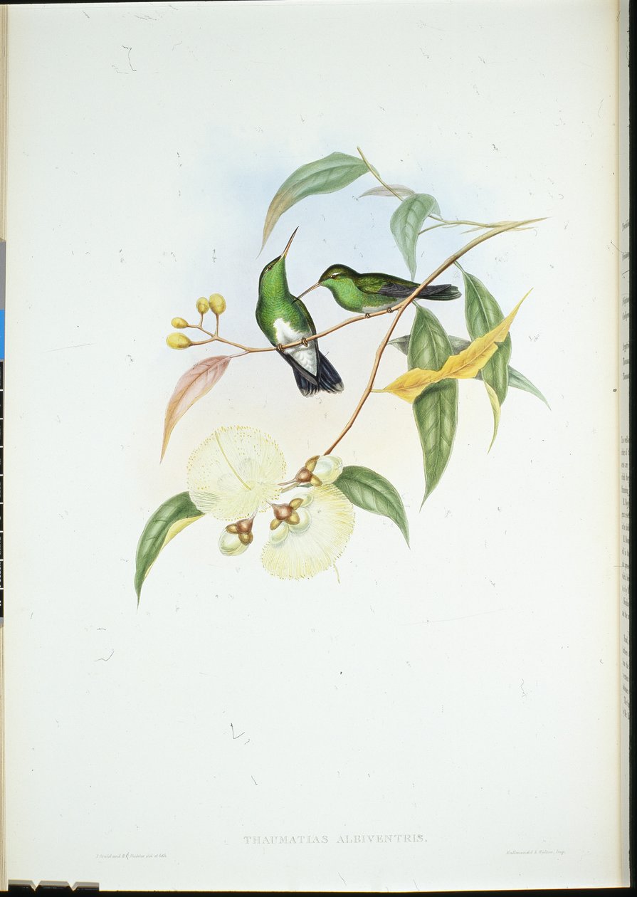 Smaragd med hvit mage (Thaumatias Albiventris) (håndfarget litho) av John (after) Gould