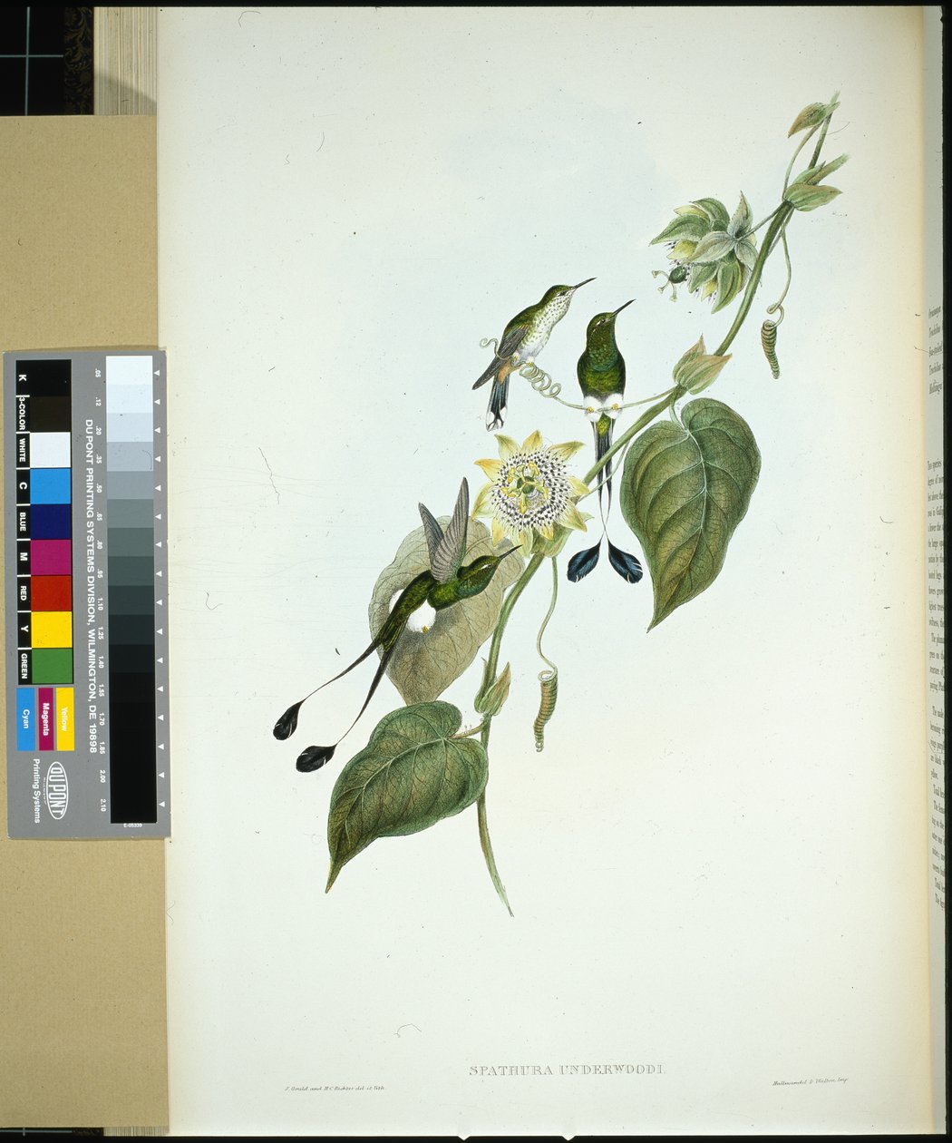 Hvitstøvlet Racket-hale (spathura Underwoodi) (håndfarget litho) av John (after) Gould