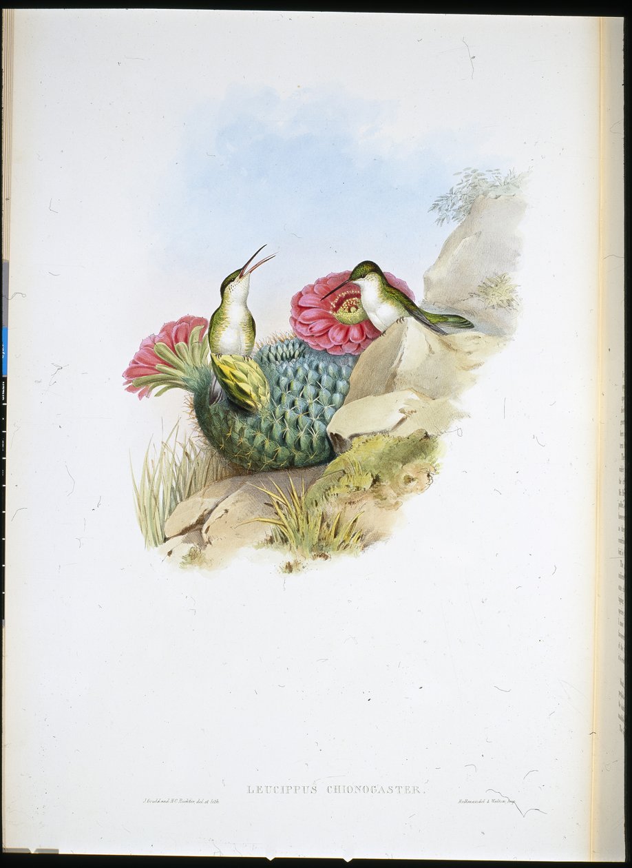 Hvitbrystet Leucippus (leucippus chionogaster) (håndfarget litho) av John (after) Gould