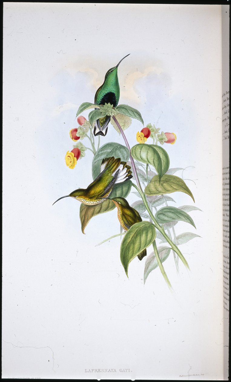 Hvithalet fløyelsbryst (Lafresnaya Gayi) (håndfarget litho) av John (after) Gould