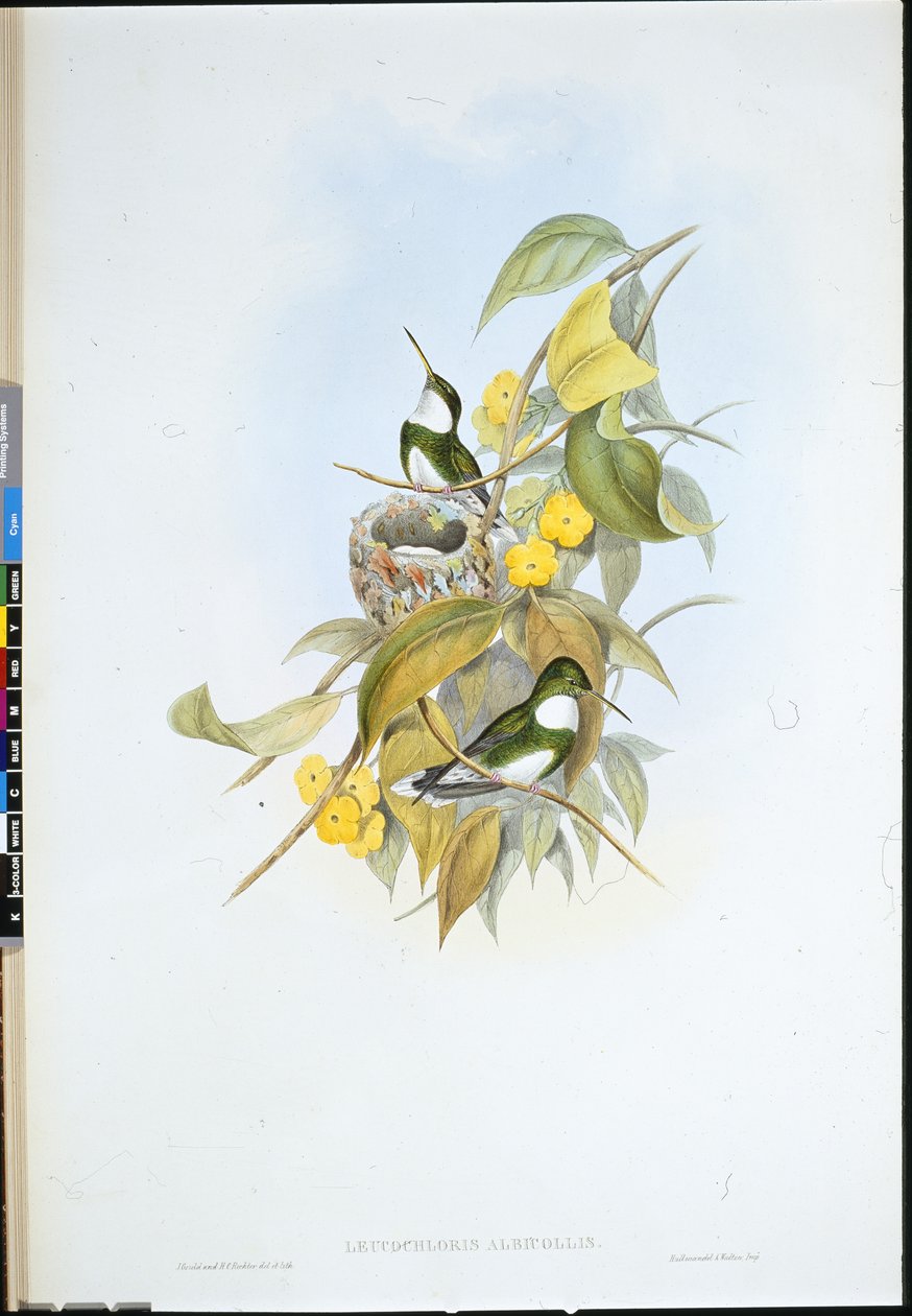Hvitstrupe (Leucochloris Albicollis) (håndfarget litho) av John (after) Gould