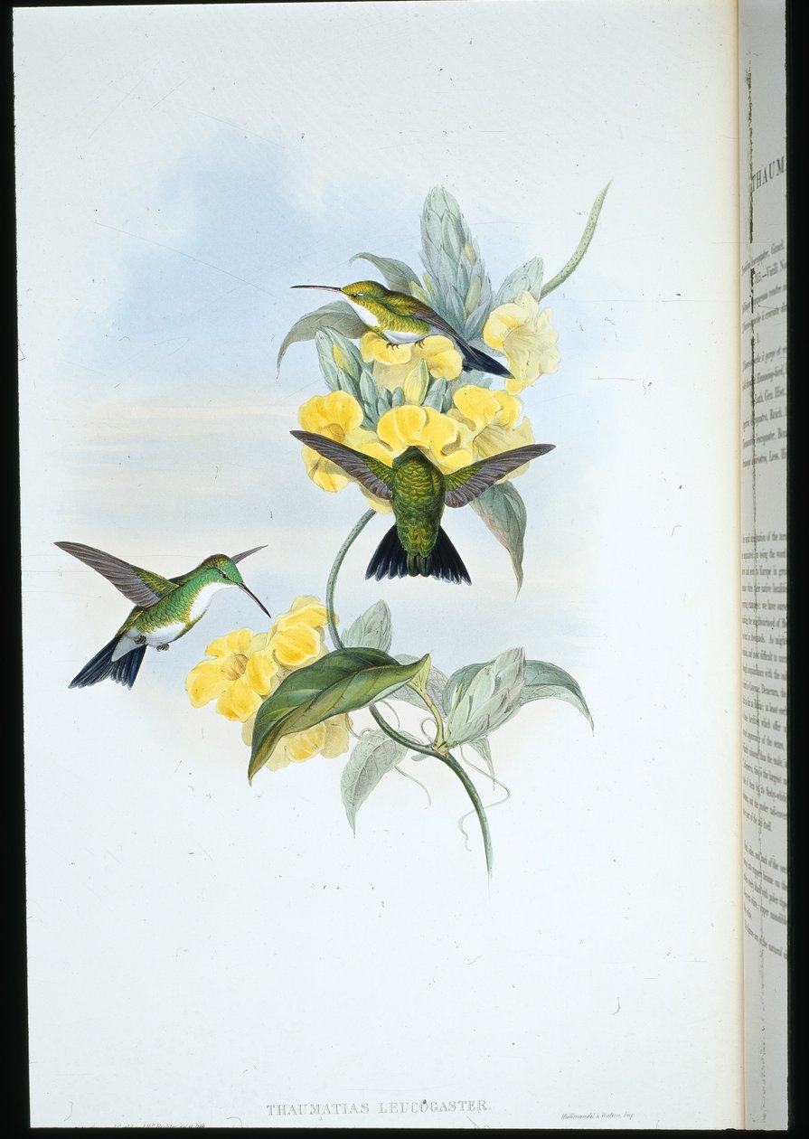 Hvitstrupet smaragd (Thaumatias Leucogaster) (håndfarget litho) av John (after) Gould