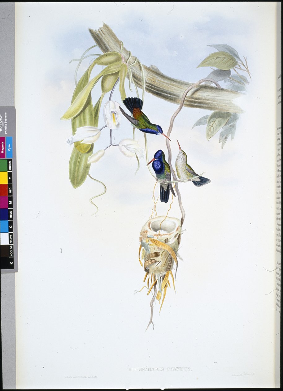 Hvitstrupet safir (Hylocharis Cyaneus) (håndfarget litho) av John (after) Gould