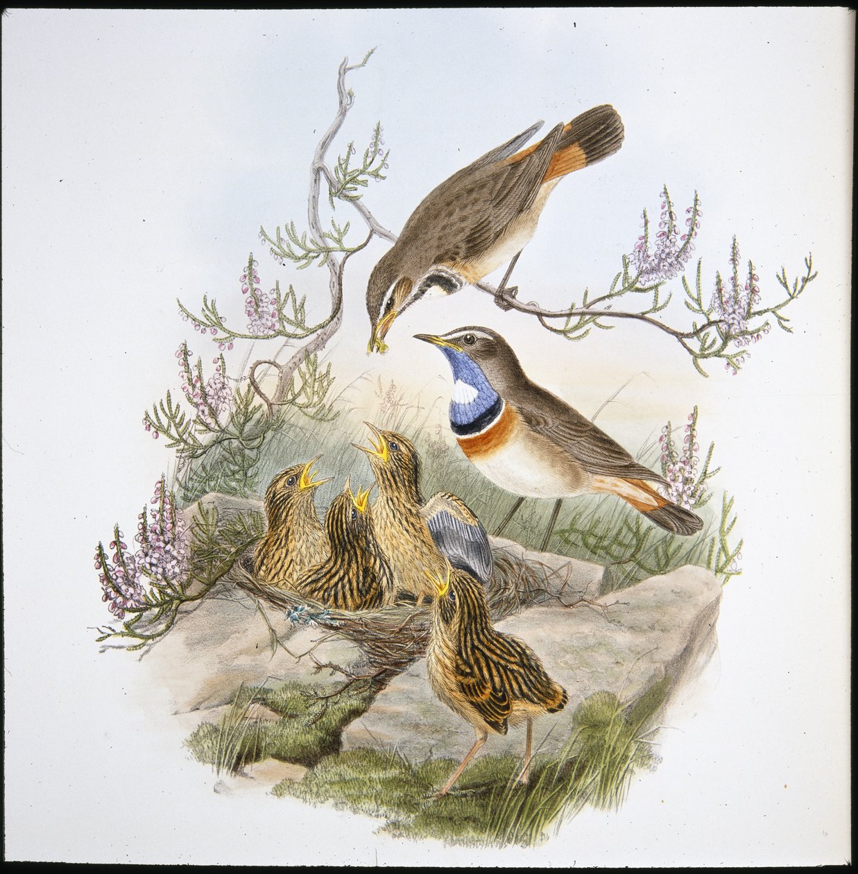 Hvit halsblåbryst (Cyanecula Leucocyana) (håndfarget litho) av John (after) Gould