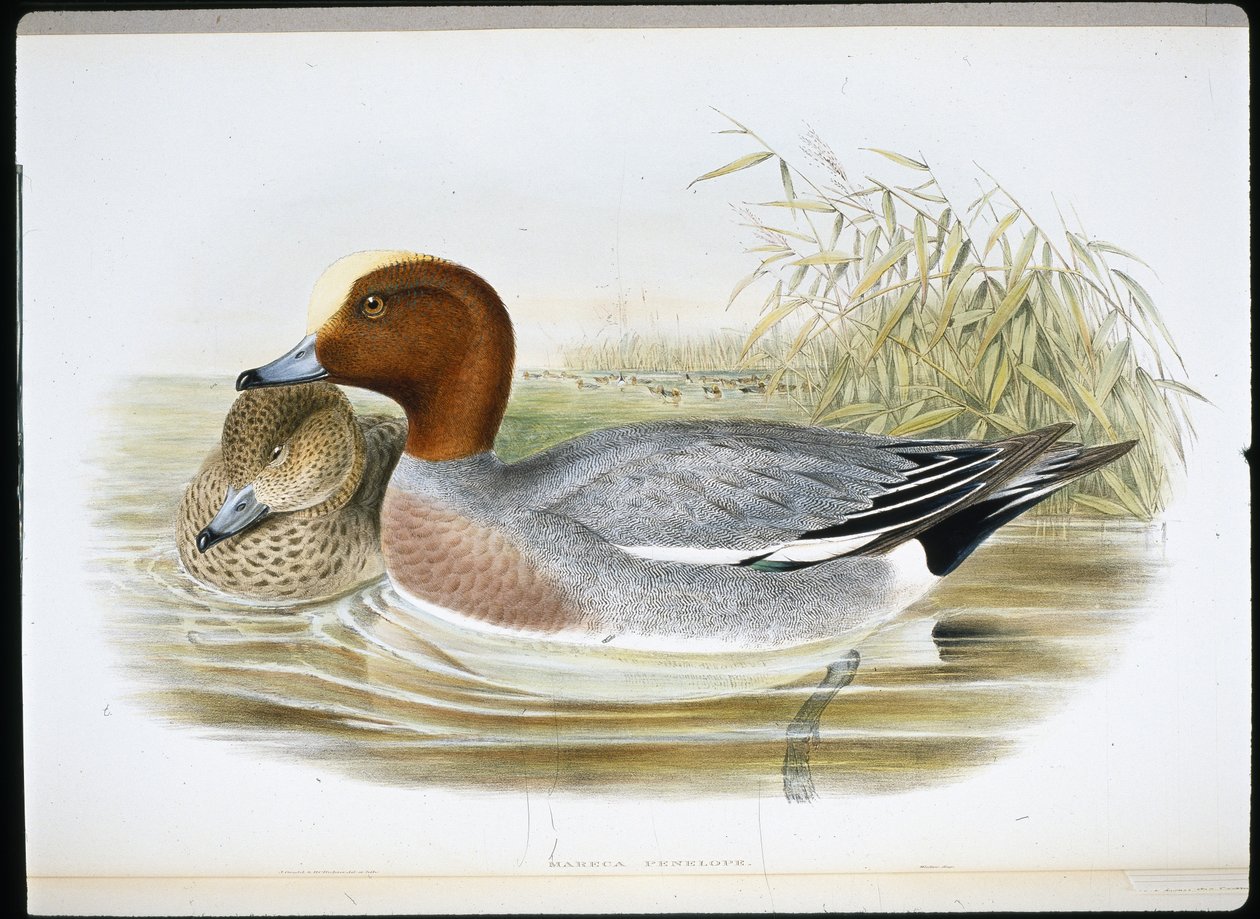 Widgeon (Mareca Penelope) (håndfarget litho) av John (after) Gould