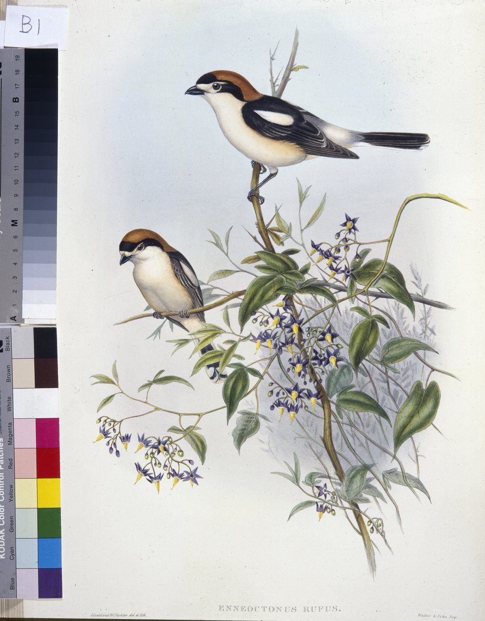 Woodchat Shrike (Enneoctonus Rufus) (håndfarget litho) av John (after) Gould