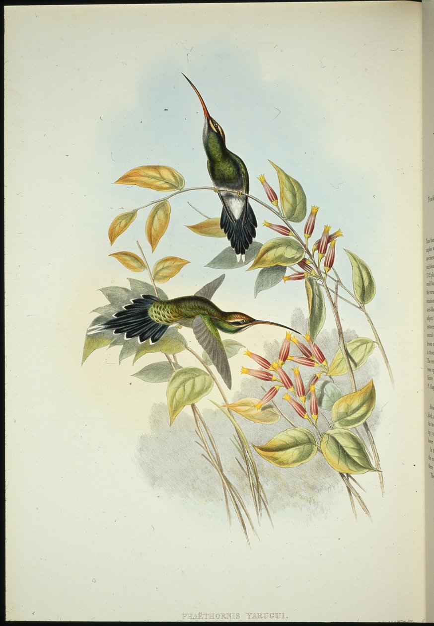 Yarquian Eremitt (Phaerthornis Yarugui) (håndfarget litho) av John (after) Gould