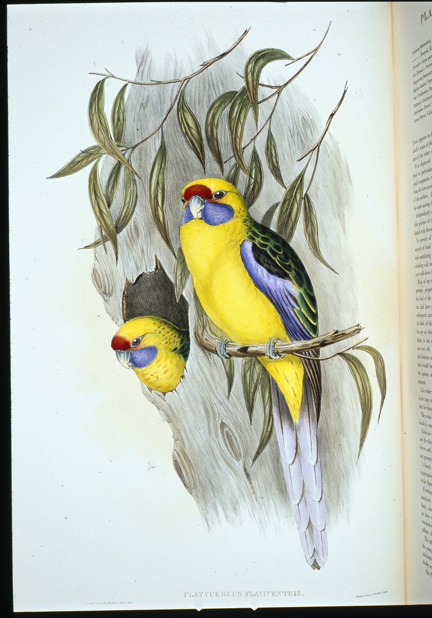 Gulmaget parakitt (platycercus flaviventris) (håndfarget litho) av John (after) Gould