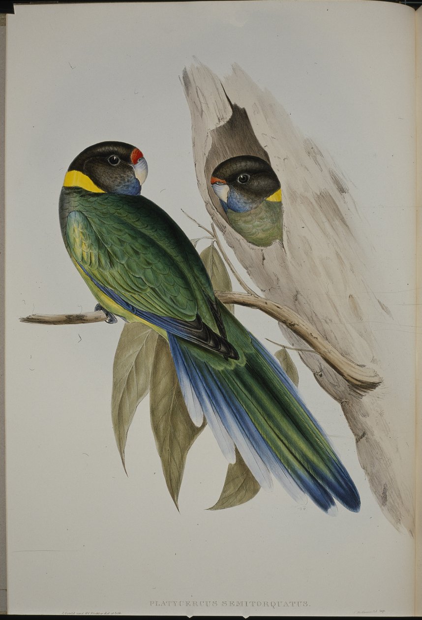 Gulkrageparakit (Platycercus Semitorquatus) (håndfarget litho) av John (after) Gould