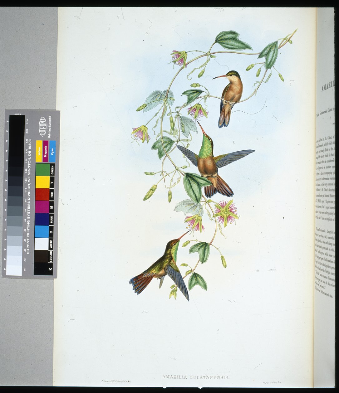 Yucatan Amazili (amazilia yucatanensis) (håndfarget litho) av John (after) Gould
