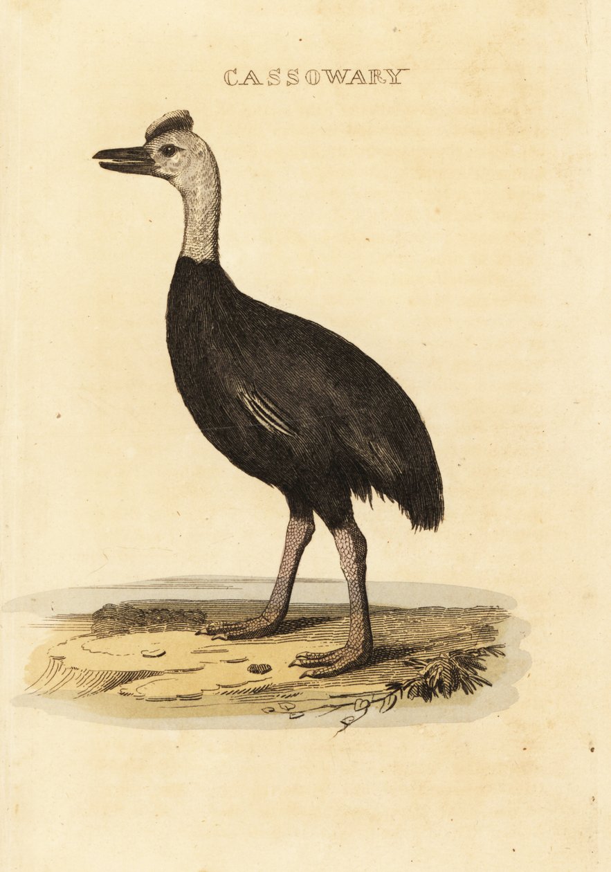Sørlig kasuar, Casuarius casuarius av John (after) Latham