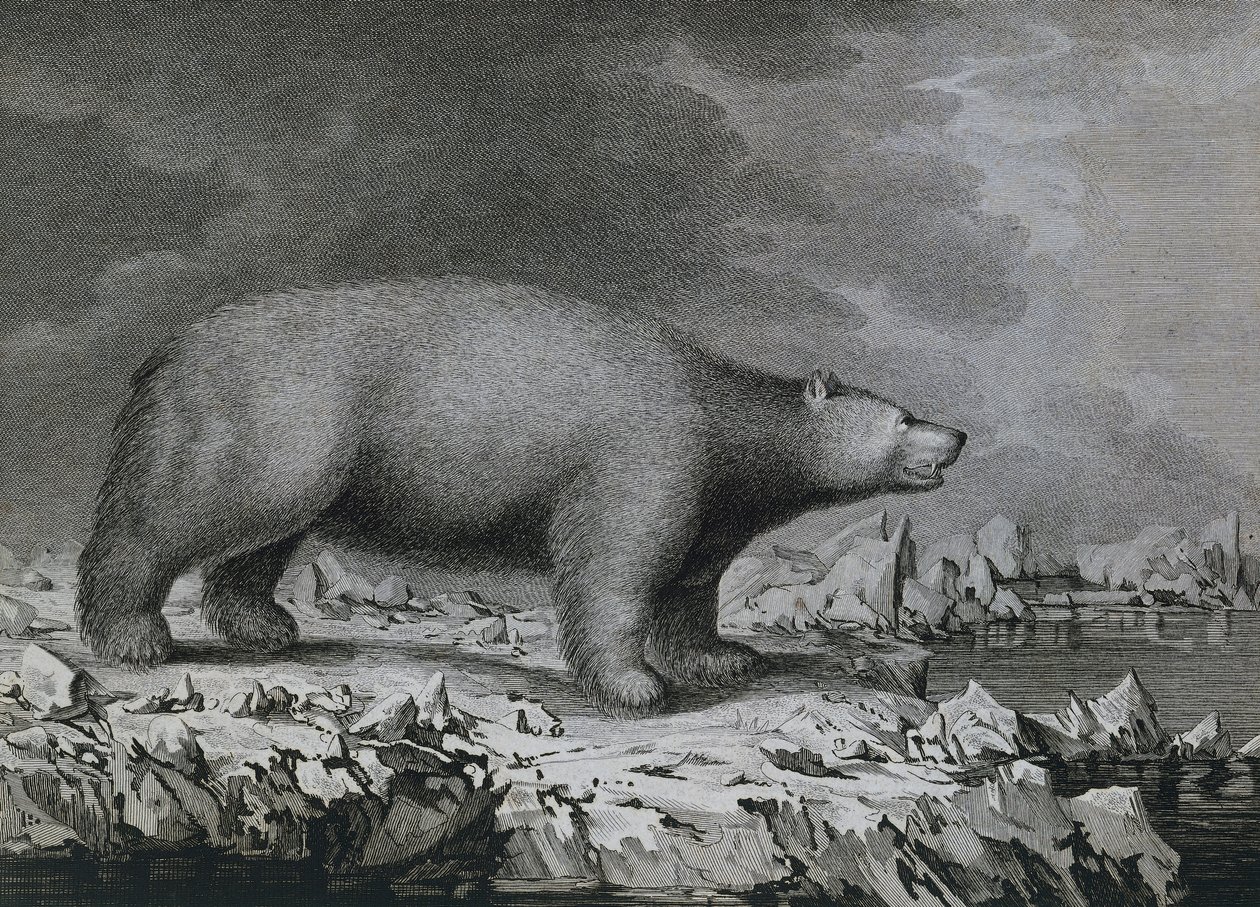 Isbjørn, gravering av Peter Mazel etter tegning av John Webber (1750-1793) laget under James Cooks tredje seilas av John (after) Webber