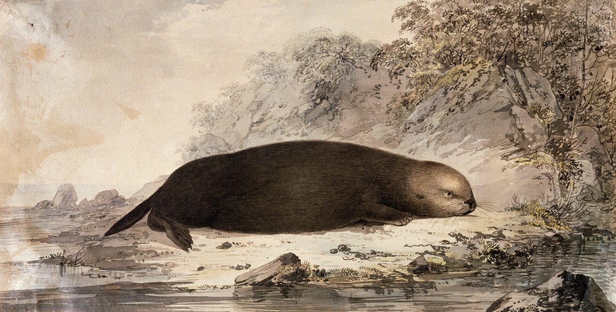 Sea Otter, gravering etter tegning av John Webber (1750-1793) laget under James Cooks tredje seilas av John (after) Webber