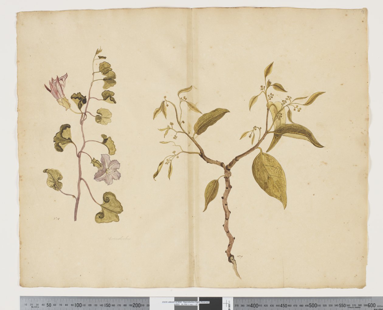 F.13 Ipomea Pes, geit; Celtis paniculata, ca. 1790-95 (akvarell og blekk på papir) av John (attr. to) Doody