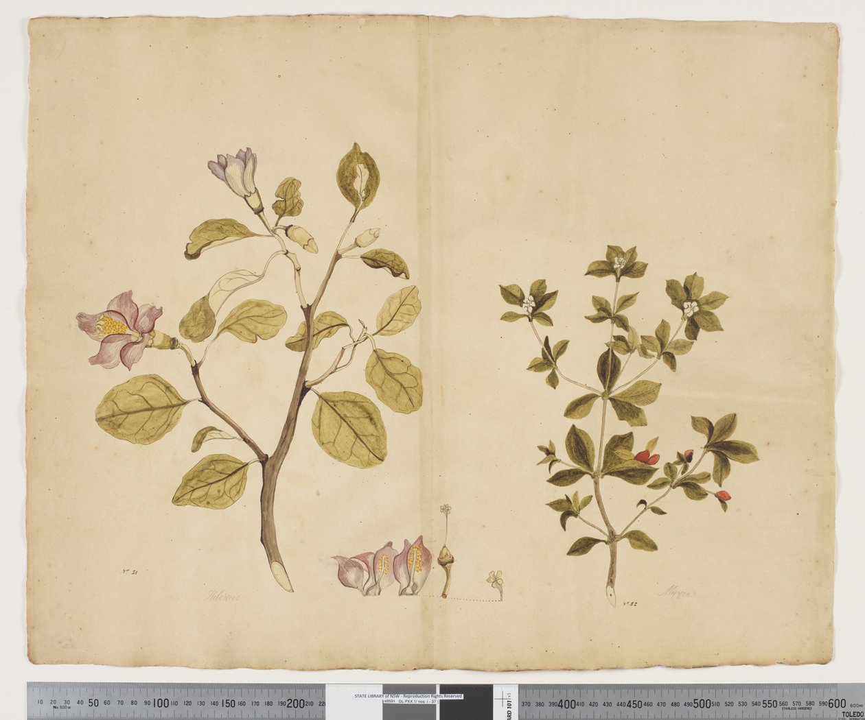 F.15 Lagunaria Patersonia; Alyxia gynopogon, ca. 1790-95 (akvarell og blekk på papir) av John (attr. to) Doody