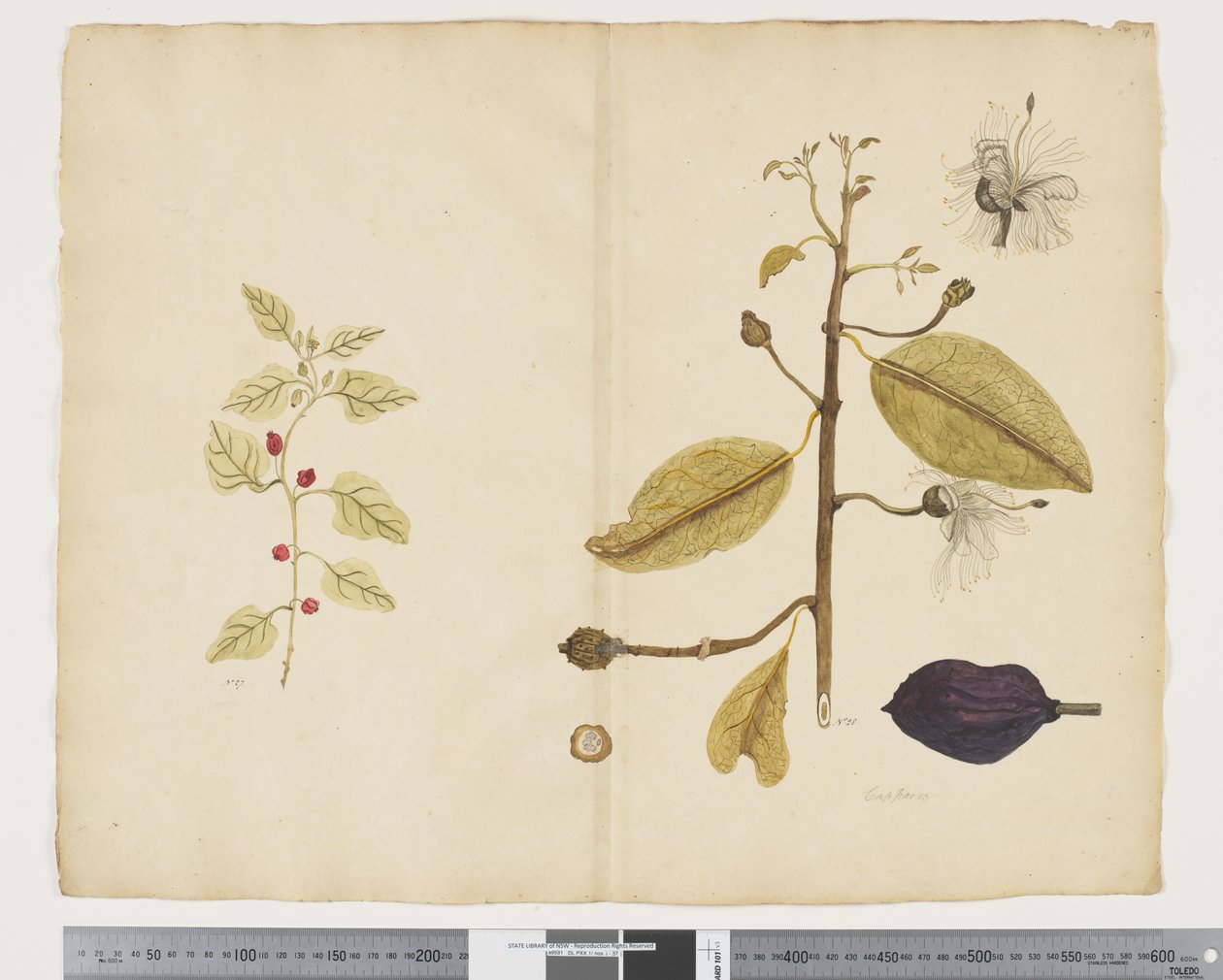 F.18 Tetragonia impleksikom; Caparis nobilis 