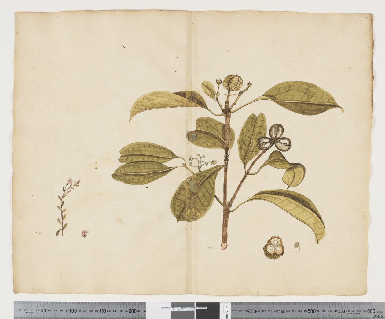 F.19 Samolus repens; Baloghia lucida, ca. 1790-95 (blekk og akvarell på papir) av John (attr. to) Doody
