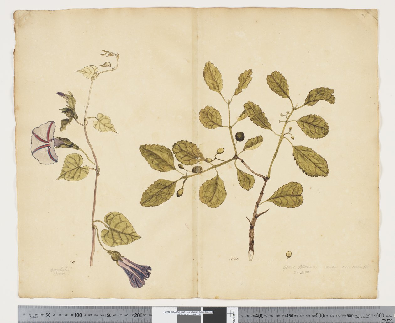 F.24 Ipomoea congesta; Elaeodendron curtipendulum, ca. 1790-95 (akvarell og blekk på papir) av John (attr. to) Doody