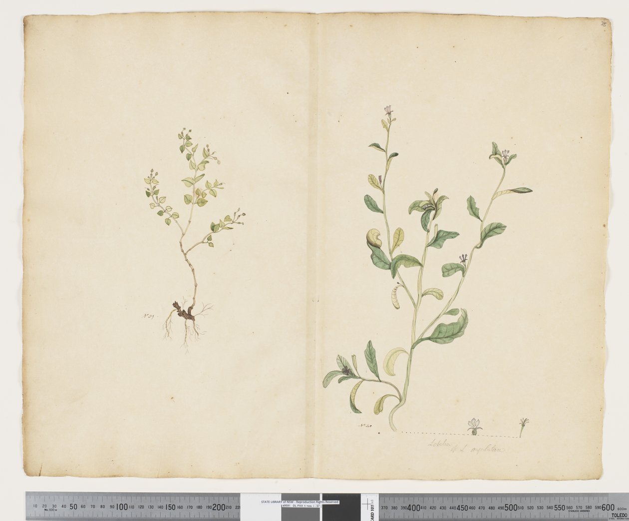 F.25 Euphorbia sparrmannii; Lobelia alata, ca. 1790-95 (akvarell og blekk på papir) av John (attr. to) Doody