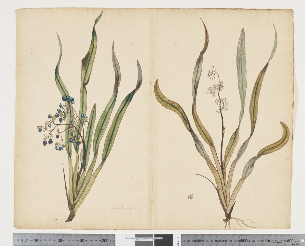 F.29 Dianella intermedia, ca. 1790-95 (akvarell og blekk på papir) av John (attr. to) Doody