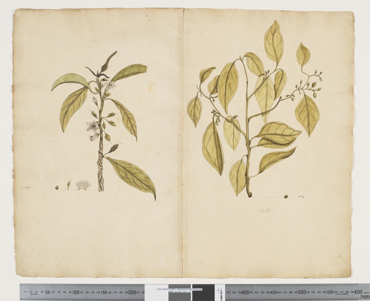 F.2 Mørk nærsynthet; Celtic paniculate, ca. 1790-95 (akvarell og blekk på papir) av John (attr. to) Doody